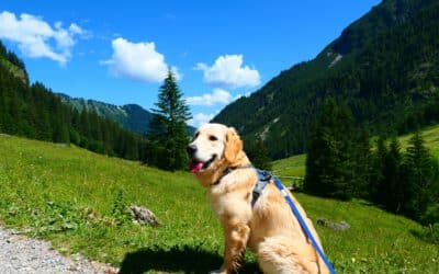 Wandern mit Hund im Gemsteltal - Kleinwalsertal