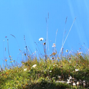 Panoramatour am Hochgrat Panoramatour am Hochgrat