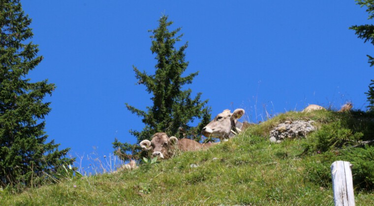 Panoramatour am Hochgrat Panoramatour am Hochgrat