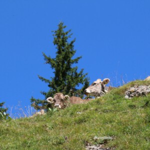 Panoramatour am Hochgrat Panoramatour am Hochgrat