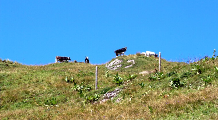 Panoramatour am Hochgrat Panoramatour am Hochgrat