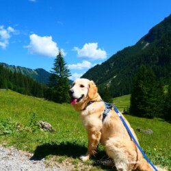 Wandern mit Hund im Gemsteltal - Kleinwalsertal Wandern mit Hund im Gemsteltal - Kleinwalsertal